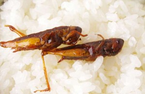 【とりあえず食べてみましょう!】　東京"天安本店"の「いなごの佃煮」