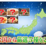 テレビ東京「なないろ日和」で紹介したご飯のお供　5選